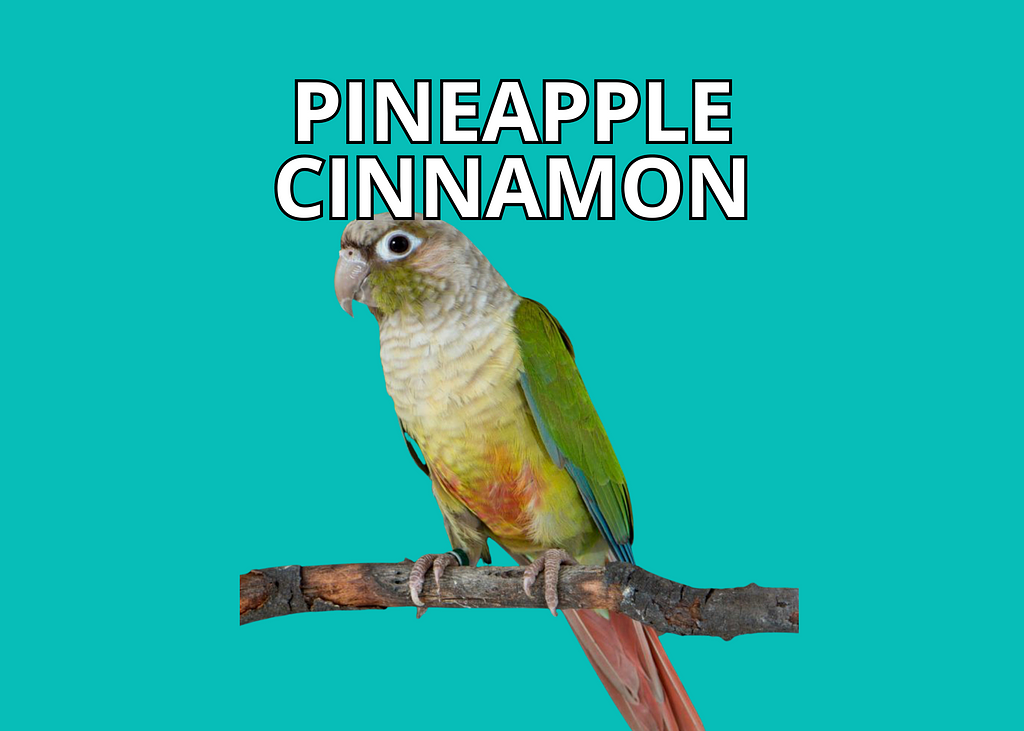 Types of Green Cheek Mutations Poodles and Parrots